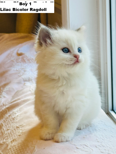 Health Certificated, Purebred Ragdoll kittens looking for home, View more