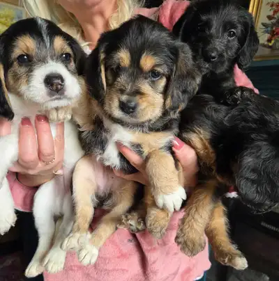 Beagle x Poodle puppies (Poogles), View more