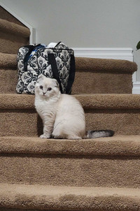 Scottish Fold White and Grey Female Kitten