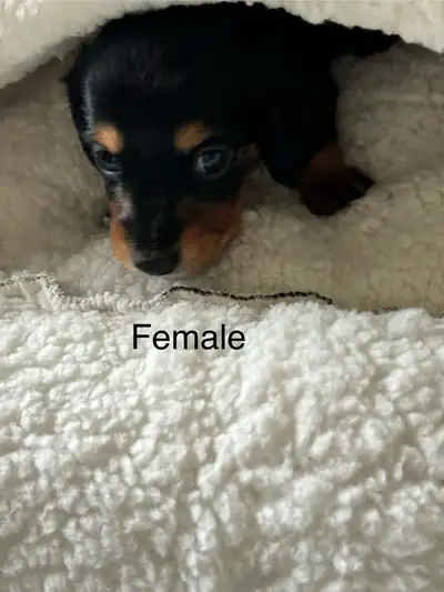 Gorgeous Purebred Long Haired Dachshund Puppies, View more