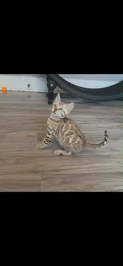 Top quality TICA registered Bengal kittens - reputable cattery, View more