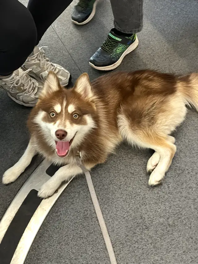 Pomsky puppy rehoming in Dogs & Puppies for Rehoming in City of Toronto - Image 9