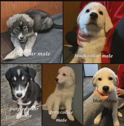 Warning: These Great Pyrenees Mix Puppies Will Steal Your Heart, View more