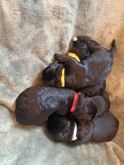 Labradoodle Puppies Available, View more