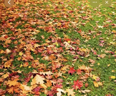 Leaf clean up services, View more