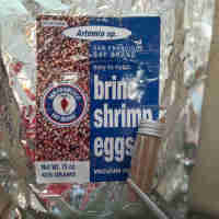 Brine shrimp eggs/cysts for hatching 