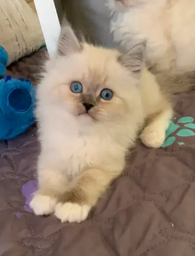 Nous sommes trois, Tom, Jerry et la petite Tweet. Nous sommes de beaux chatons Ragamuffin. notre pèr...