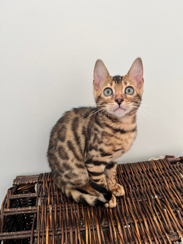 Purebred Bengal Kittens in Cats & Kittens for Rehoming in Belleville - Image 2