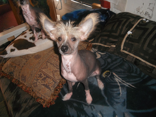 E  VERY HAIRLESS CHINESE CRESTED MALE PUPPY in Dogs & Puppies for Rehoming in Edmonton - Image 3