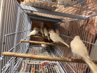 Young White canaries for sale
