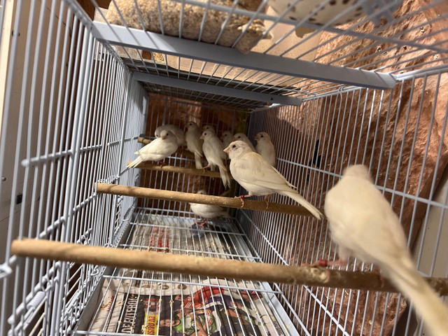 Young White canaries for sale in Birds for Rehoming in City of Toronto