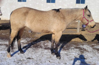 SOLD PENDING PICKUP *Price Reduced* 5 Year Old Buckskin Mare