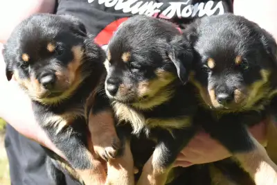 Rottweiler puppies, View more