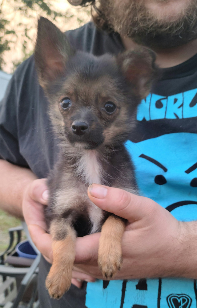 Tiny PomChi Puppies - Ready To Go in Dogs & Puppies for Rehoming in Ottawa - Image 2