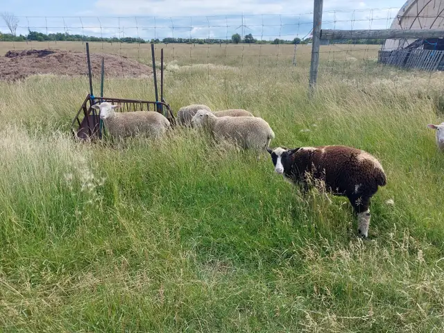 2025 Ram Lambs only 3 Left in Livestock in Hamilton - Image 3