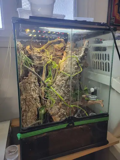bio active Mourning gecko setup HEAVY, View more