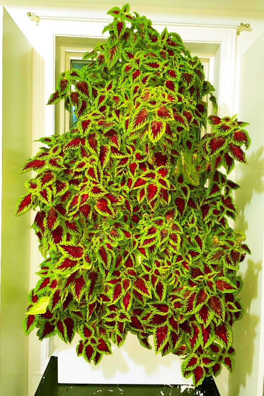 Spectacular Coleus Plant A Living Masterpiece and Centerpiece! Plants, Fertilizer & Soil