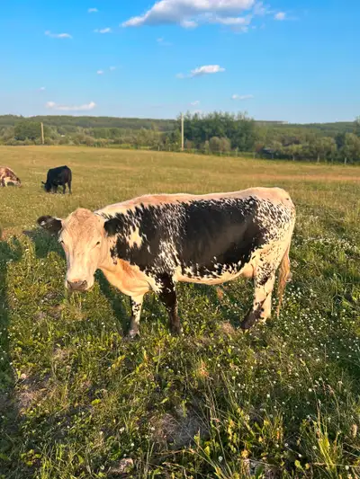 Milk Cow for sale, View more