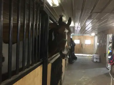 Quiet, No-Drama Boarding Available – 2 Outdoor Spots Left Looking for a peaceful place to board your...