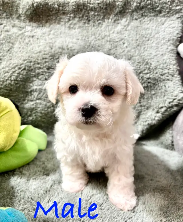 Maltese puppies in Dogs & Puppies for Rehoming in Winnipeg - Image 2