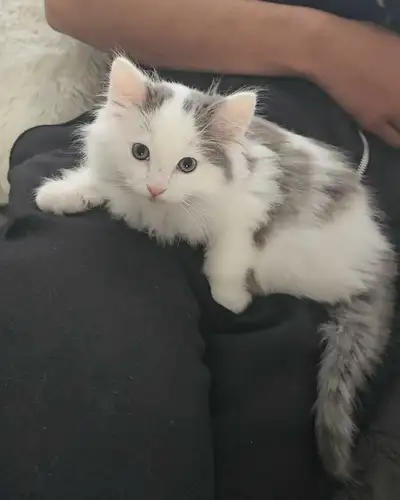 (Prix nego)vacciné et vermifugé chaton Ragdoll x Angora turc, View more