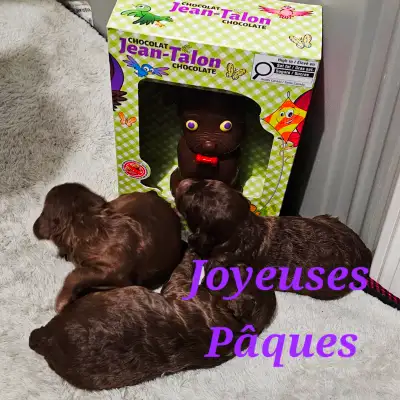 Caniches toy pures race. Ils seront vaccinés, vermifugés , examinés par le vétérinaire. Ils viennent...