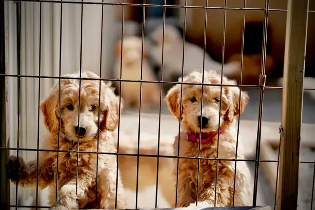 Goldendoodle Puppies in Dogs & Puppies for Rehoming in Mississauga / Peel Region - Image 8
