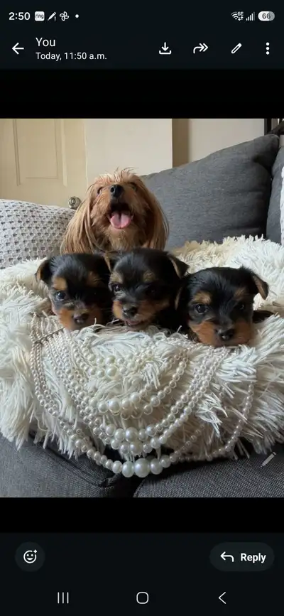 Three beautiful Yorkies, View more