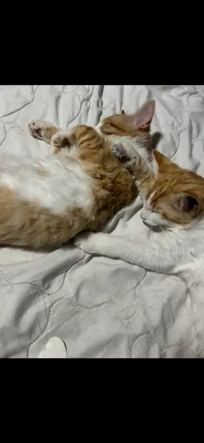 Kitties for rehoming, View more