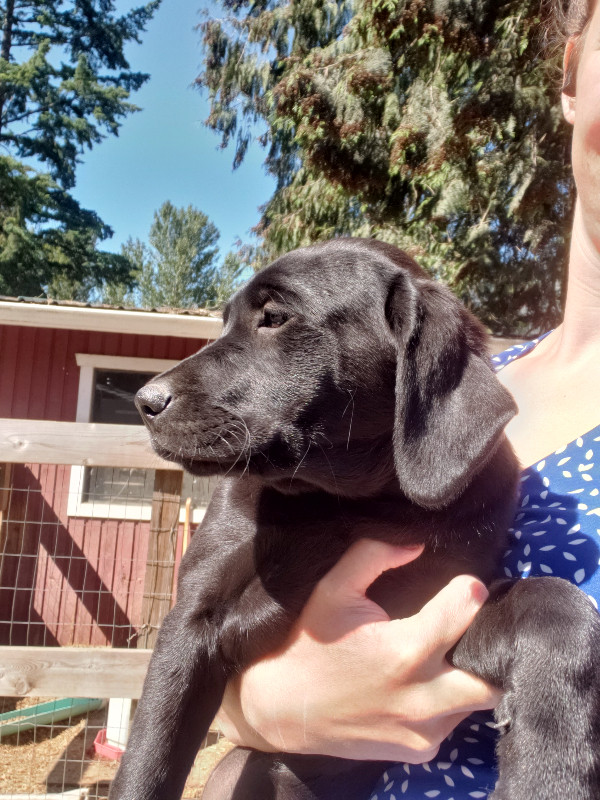 Puppies lab x golden retriever Dogs & Puppies for Rehoming Hope / Kent Kijiji