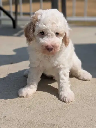 Mini Aussiedoodle Puppy!, View more