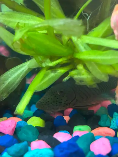 Rubberlip pleco, View more