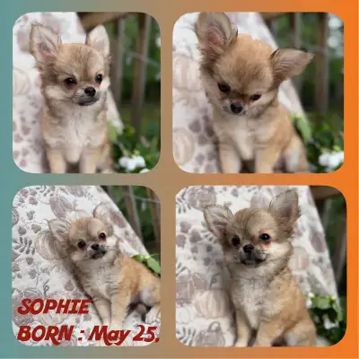 Unique heigh quality  chocolate tri chihuahua puppies 2500.00, View more