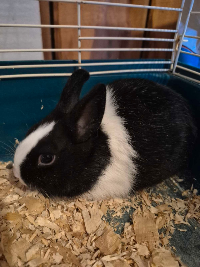 Cute Male Netherland Dwarf Rabbit  comes with cage in Small Animals for Rehoming in St. Catharines