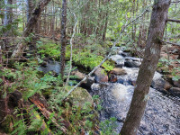 Woodland for sale in Nerepis New Brunswick