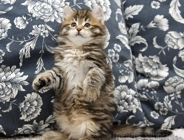 Siberian Kittens from TICA registered cattery