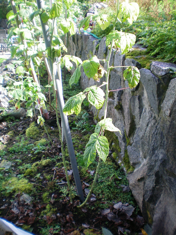 Grands plants de framboises bio qui produiront ce printemps. dans Plantes, engrais et terreaux  à Ville de Québec - Image 4
