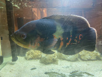 Oscer fish