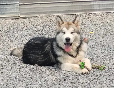 Alaskan Malamutes, View more
