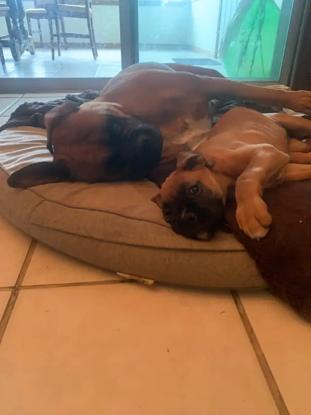Boxer puppies CKC registered in Dogs & Puppies for Rehoming in Barrie - Image 7