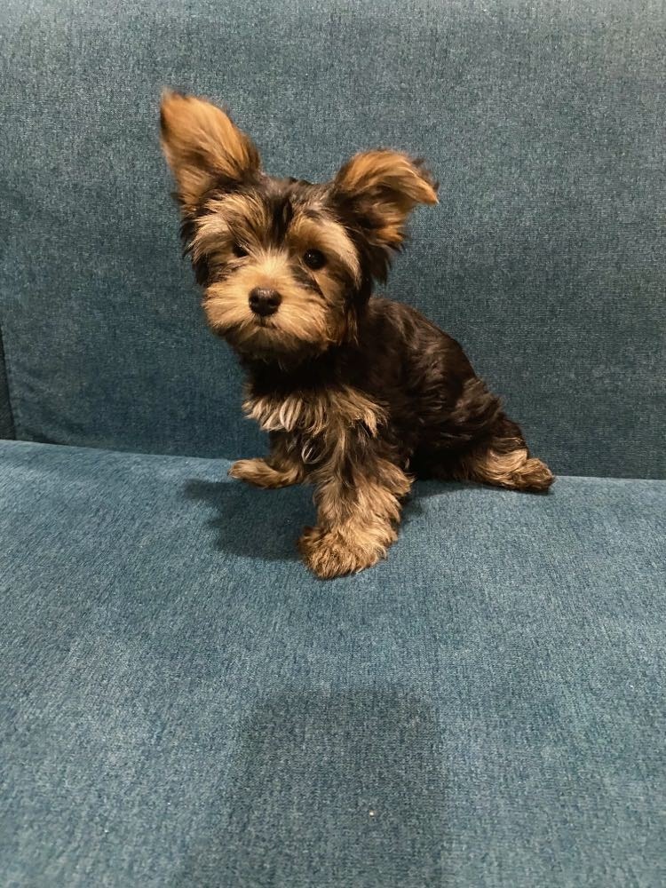 Yorkshire "YORKIE" Terrier Dogs & Puppies for Rehoming Red Deer