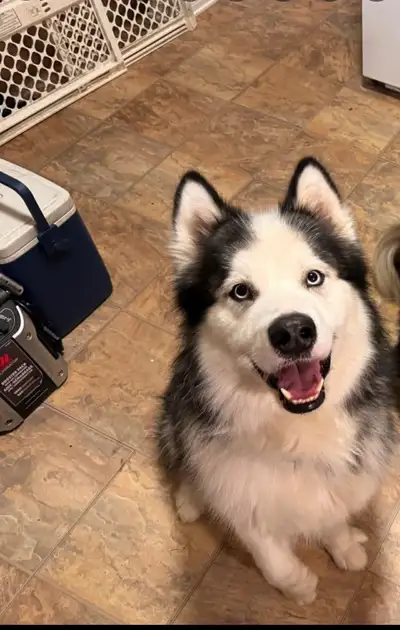 Siberian Husky/ Alaskan Malamute Mix, View more