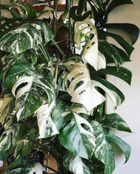 Monstera variegated - mint and white tiger wetstick