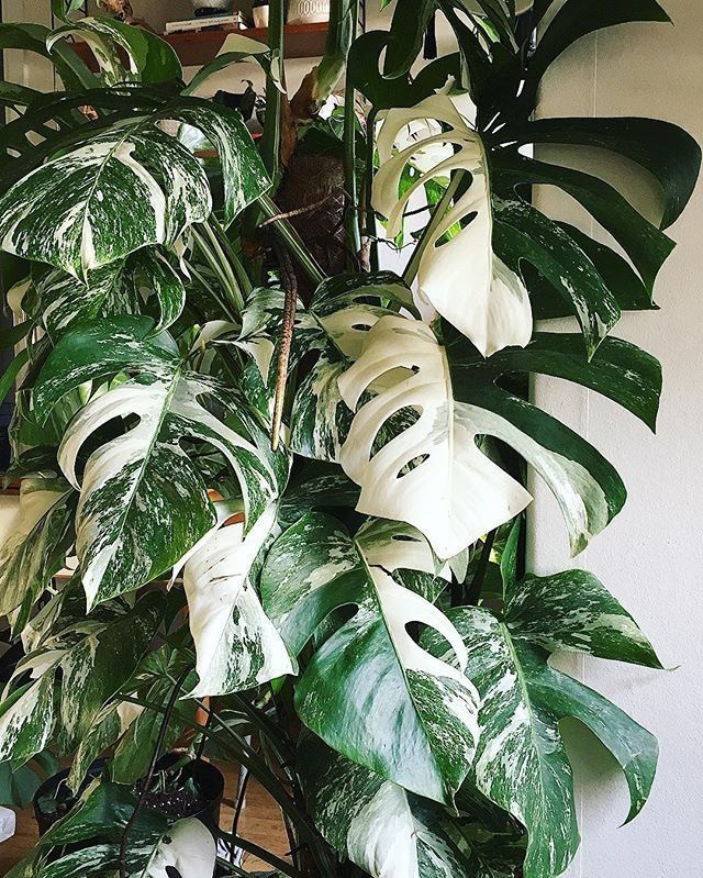 Monstera variegated - mint and white tiger wetstick in Plants, Fertilizer & Soil in City of Toronto