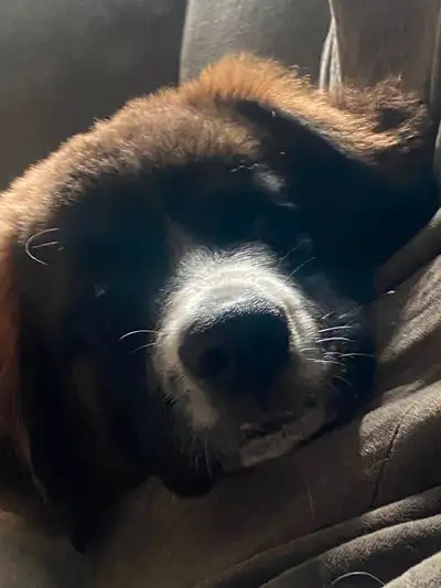 Puppies for sale, View more