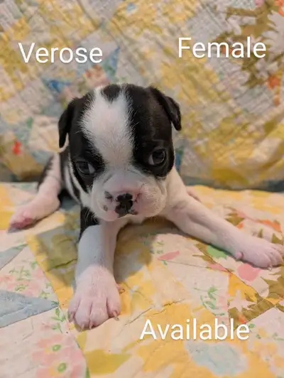 Under The Willow Boston Terriers is thrilled to announce the arrival of our five beautiful puppies—t...
