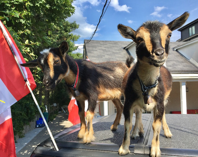 BABY GOAT FOR RENT  $480 Pickering in Livestock in City of Toronto - Image 2