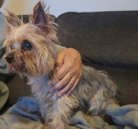 Elderly Yorkie found, Raymond area.