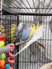 New Budgie Arrivals 