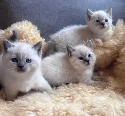 Neva Masquerade Siberian kittens, View more